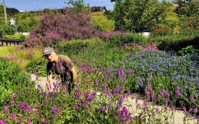 Vrijwilliger Rianne: “Het park is mijn tuin geworden”