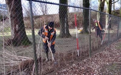 Aanplant pot- en wortelgoed