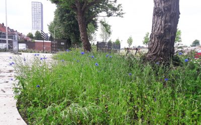 Bloemen uit onze herinnering