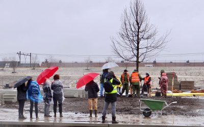 Monumentale lindeboom geplant in Spoorpark