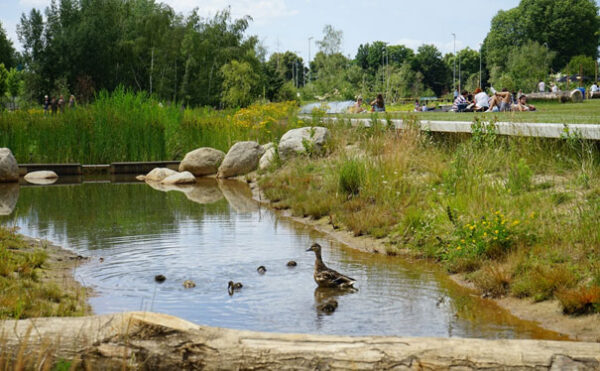 familie-eend-in-beek
