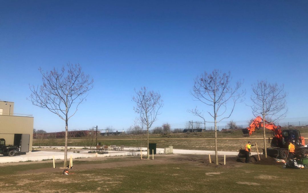 21 bomen in Spoorpark geplant