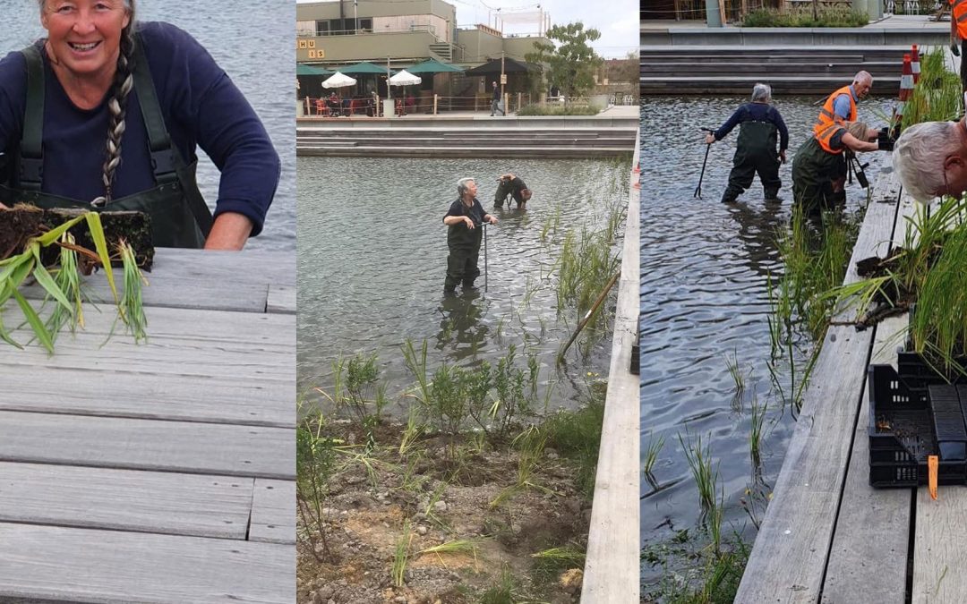 Riet, Egelskop en Gagel geplant in vijver voor veiligheid en biodiversiteit