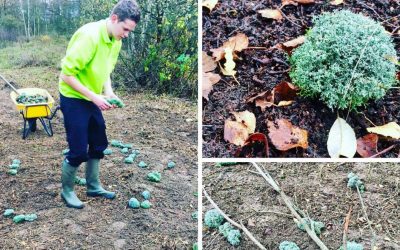 Pilot transplanteren korstmossen in Spoorpark