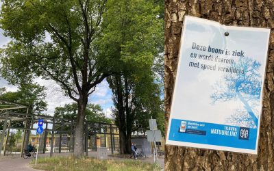 Zieke Iep bij ingang Spoorpark moet gekapt worden